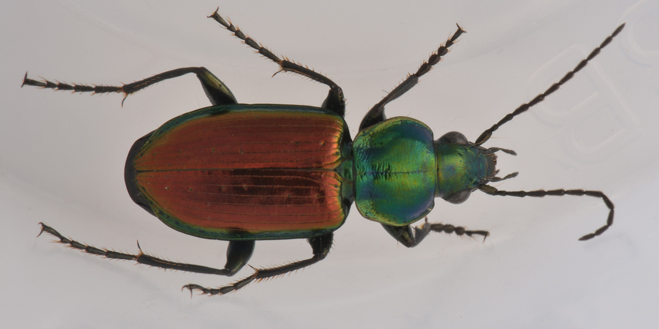 Carabidae: Agonum sexpunctatum